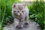 娱乐吃瓜酱猫尾巴,揭秘娱乐圈那些不为人知的幕后故事